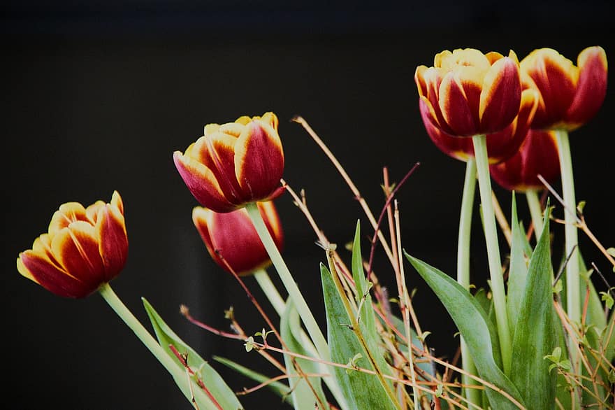 tulipaner, blomster, blomst, petals, blomstre, vårblomster, planter, flora, anlegg, tulipan, nærbilde