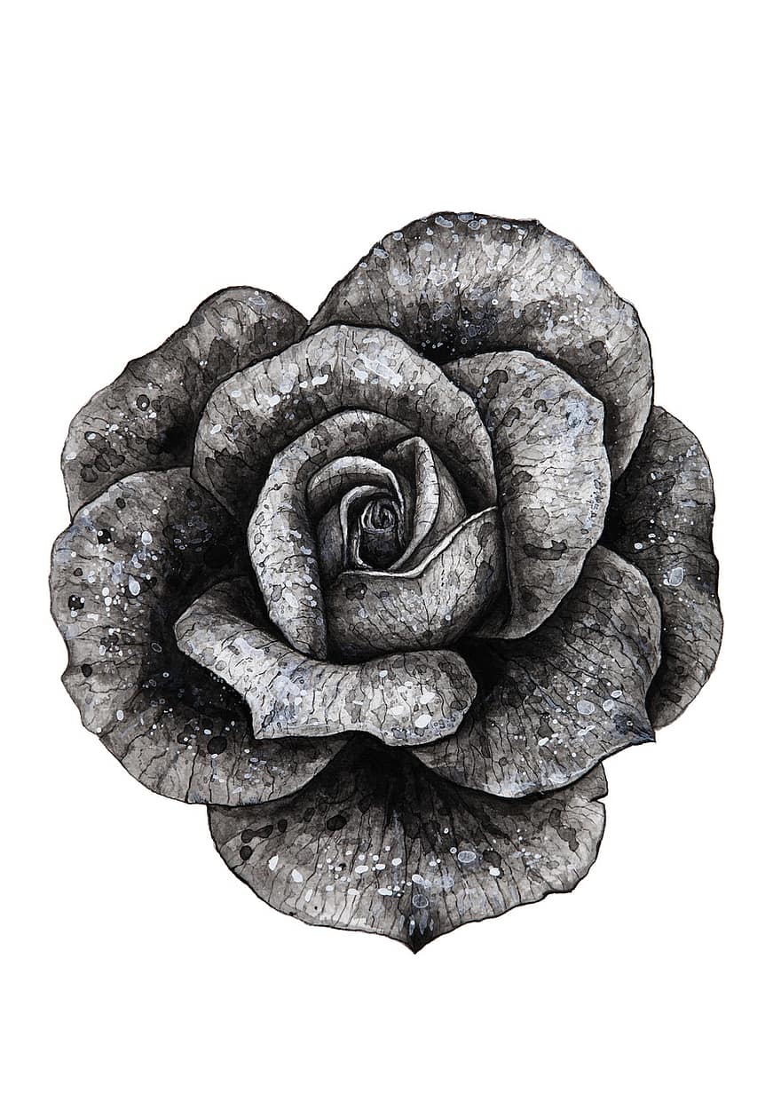 Schwarz und weiß, Rose, Dekoration, blühen, Romantik, Natur, romantisch, Blumen-, schwarz, Weiß, Blume
