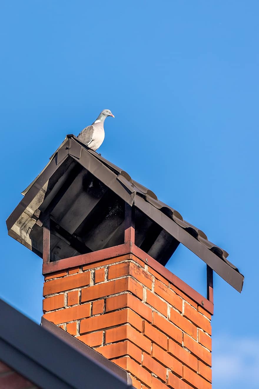 duif, vogel, natuur, dak, hemel, schoorsteen, huis, gevederte, blauw, buitenkant van het gebouw, detailopname