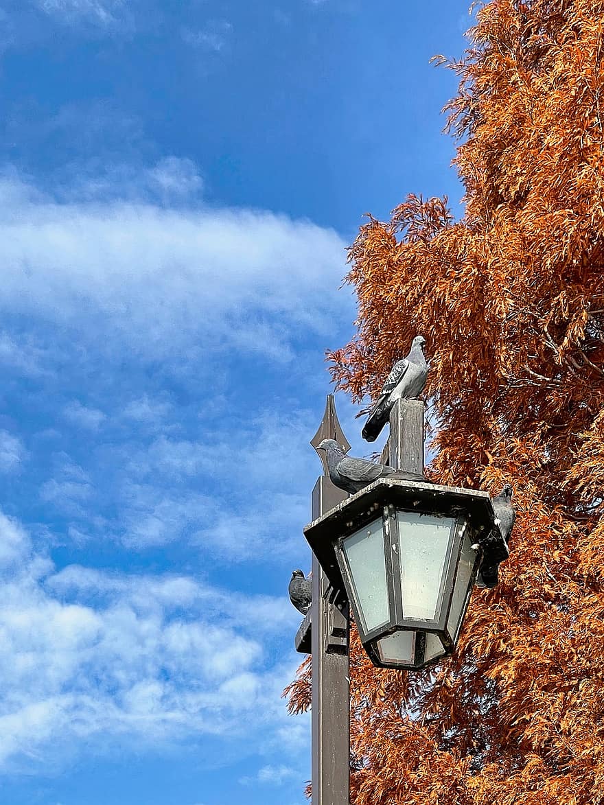 jesień, Gołąb, lampa uliczna, drzewo, niebieskie niebo, Tokio, Japonia, latarnia, architektura, niebieski, historia