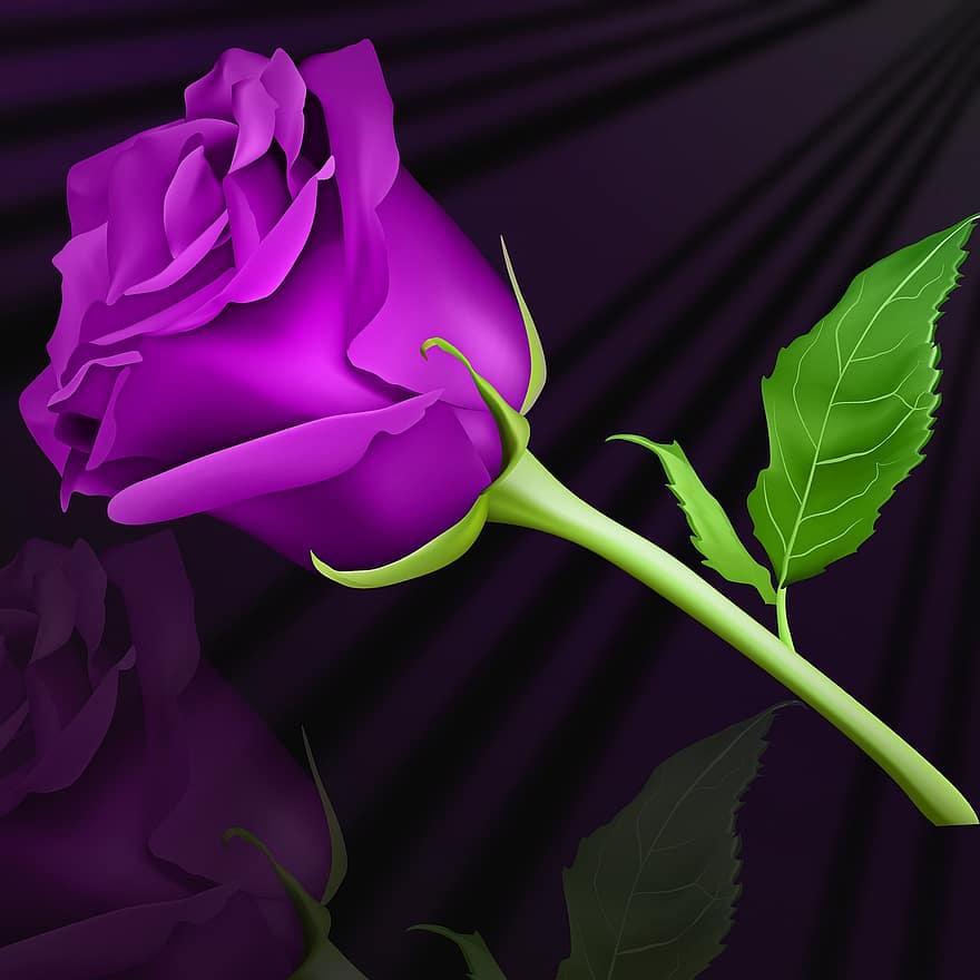 fiore, pianta, natura, foglia, rosa, rosa viola, sfondo nero, fiori, romantico, petalo