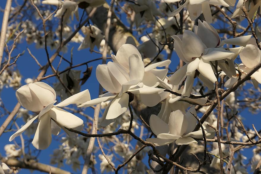 magnolia, tre, blomstre, blomst, anlegg, våren, gren, blad, blomsterhodet, nærbilde, petal