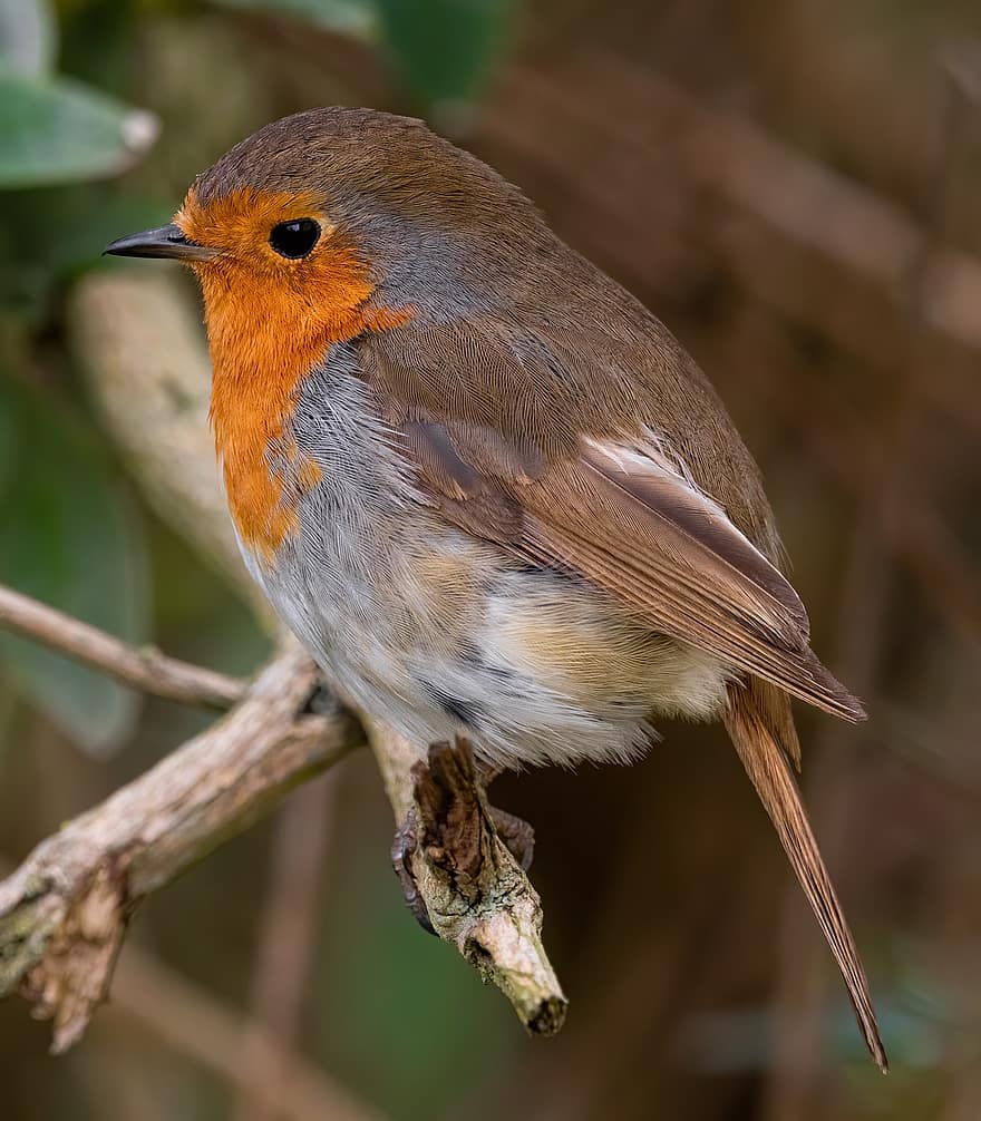 robin, burung, cabang, bertengger, hewan, robin redbreast, burung penyanyi, margasatwa, bulu, bulu burung, paruh