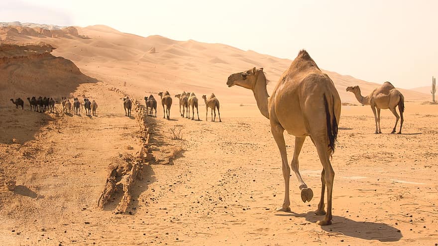 tuksnesis, kamielis, smiltis, dzīvnieku, sugas, Āfrika, smilšu kāpa, dromedāra kamielis, ainavu, Arābija, konvojs
