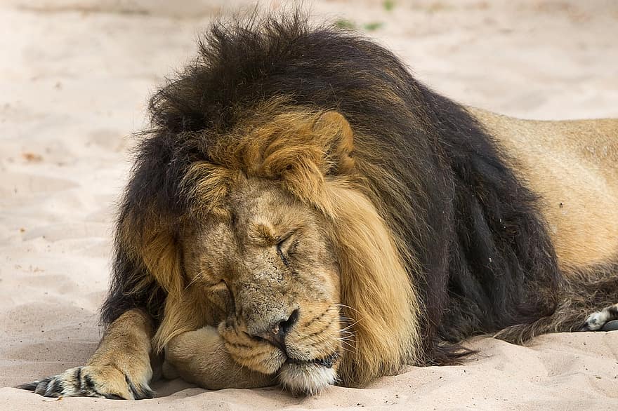 singa, singa tidur, licik, margasatwa, predator, binatang di alam liar, Afrika, kucing yang tidak diberi obat, hewan safari, kucing besar, surai