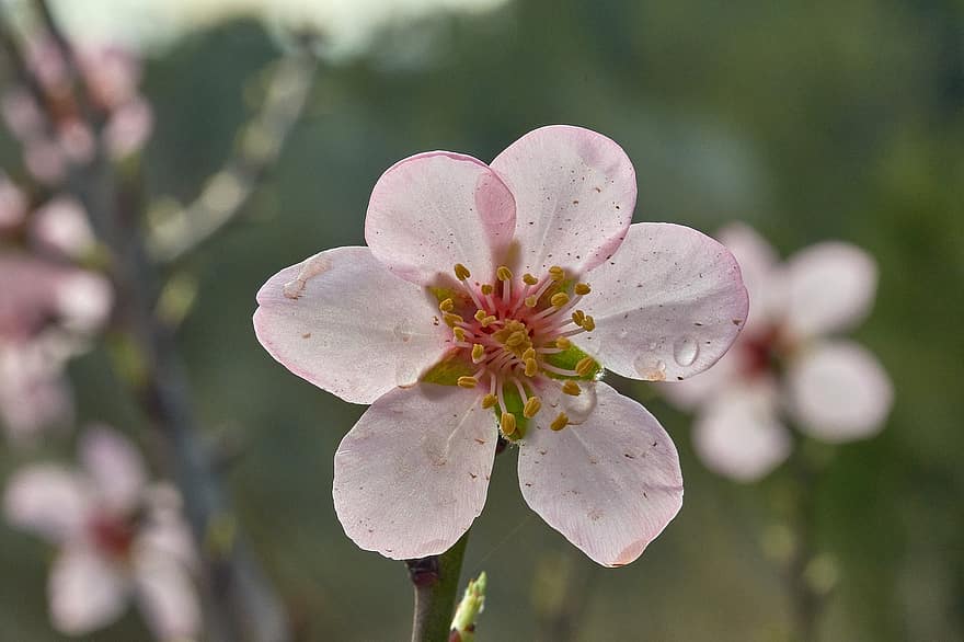 pohon almond, bunga, cabang, kelopak, putik, berkembang, mekar, bunga almond, pohon, musim semi, alam