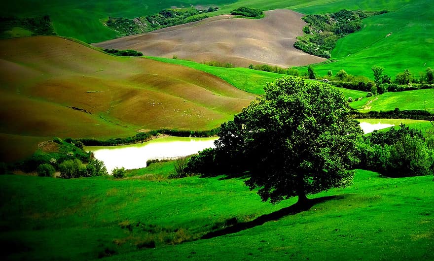 畑、丘、風景、トスカーナ、イタリア、池、自然、木、草原、田舎、緑