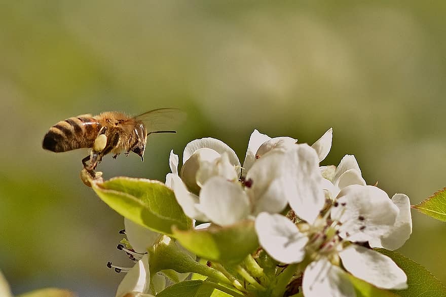 honungsbi, nektar, blommor, pollinering, pollen