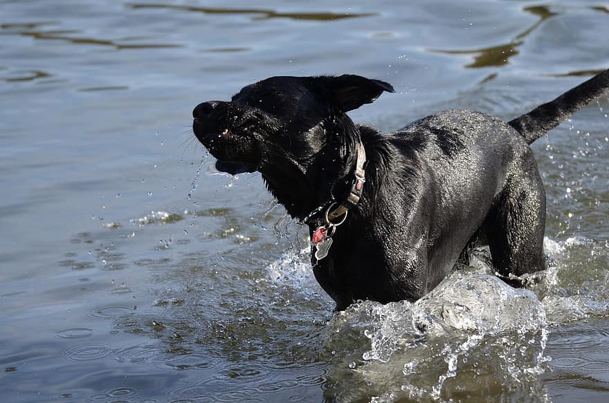 Labrador, Hund schwimmen, Wasser, Aussen Pool