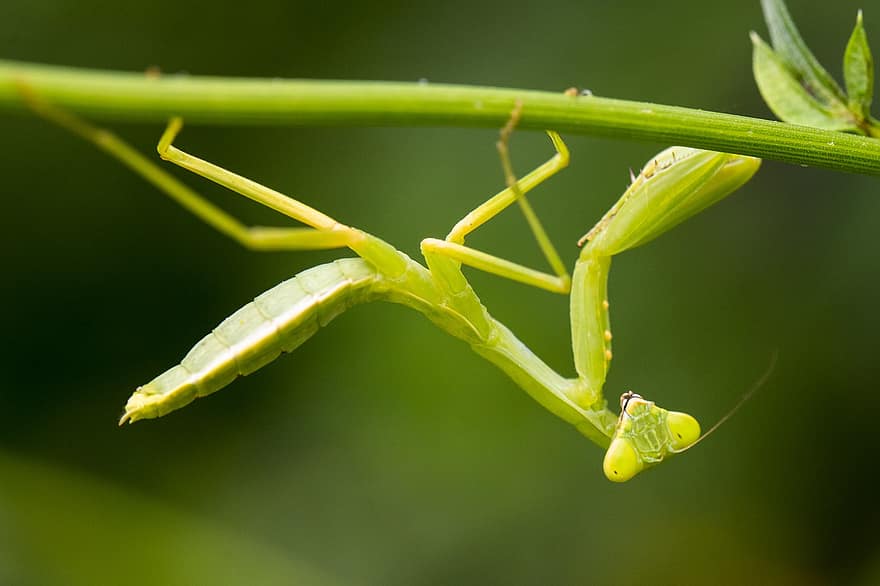 Mantis, Insect, Green, Plant, Upside Down, Nature
