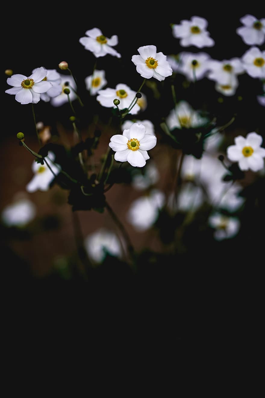 японська анемона, квіти, Рослина, білі квіти, бутони, цвітіння, сад, природи, рослини