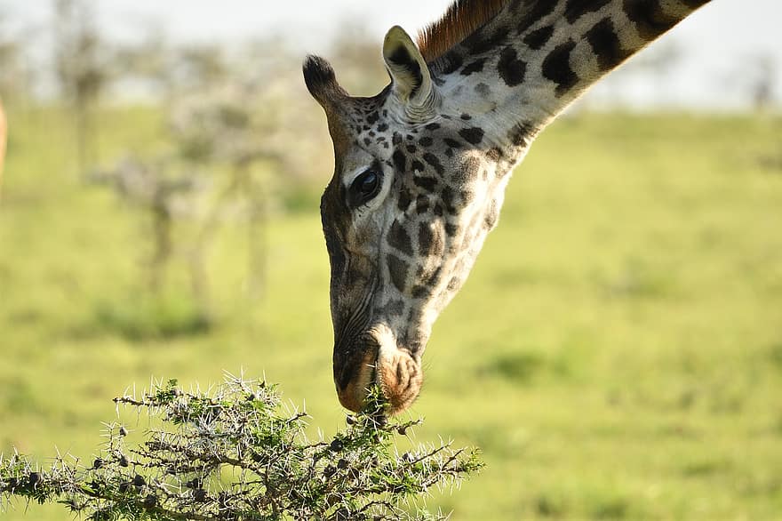 Masai Giraffe, Animal, Masai Mara, Africa, Wildlife, Mammal, giraffe, animals in the wild, grass, safari animals, savannah