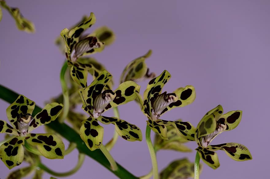 Papua orkidé, orkidé, blomst, natur, plante, tæt på, blad, grøn farve, sommer, baggrunde, kronblad