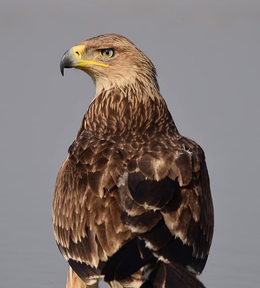 águila, pájaro, animal, águila imperial oriental, raptor, ave de rapiña, depredador, fauna silvestre, pico, plumas, plumaje