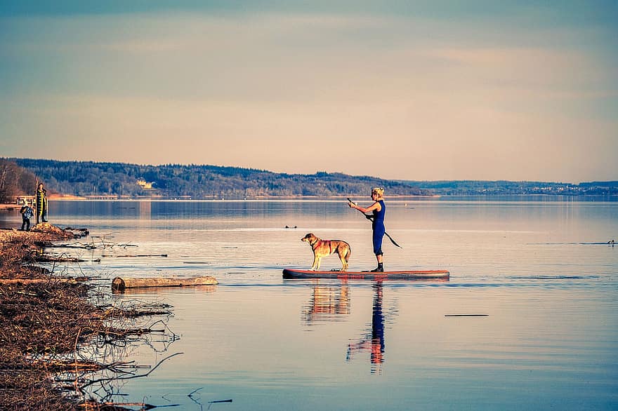 danau, anjing, waktu luang, tepi sungai, olahraga Air, teman
