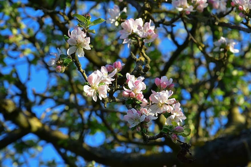 Flor de maçã, árvore frutífera, Primavera, branco, natureza, fechar-se, pétalas