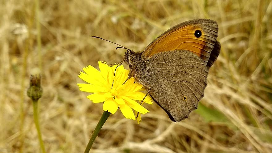 나비, 노란 꽃, 수분, 곤충, 꽃, 나비 날개, 날개 달린 곤충, 나비과, 플로라, 동물 상, 자연
