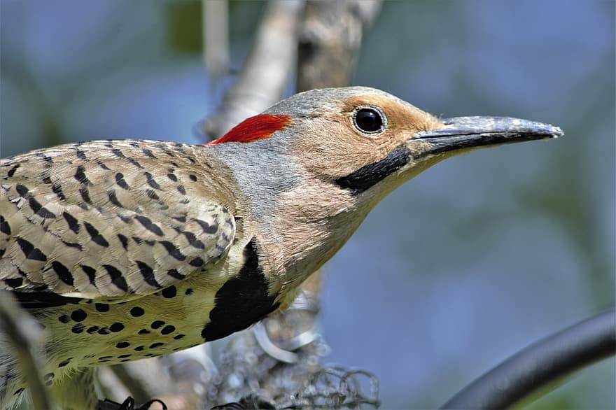 Flicker, Woodpecker, Closeup, Profile, Perched, Bird, Colorful, Beak, Bill, Long, Sharp