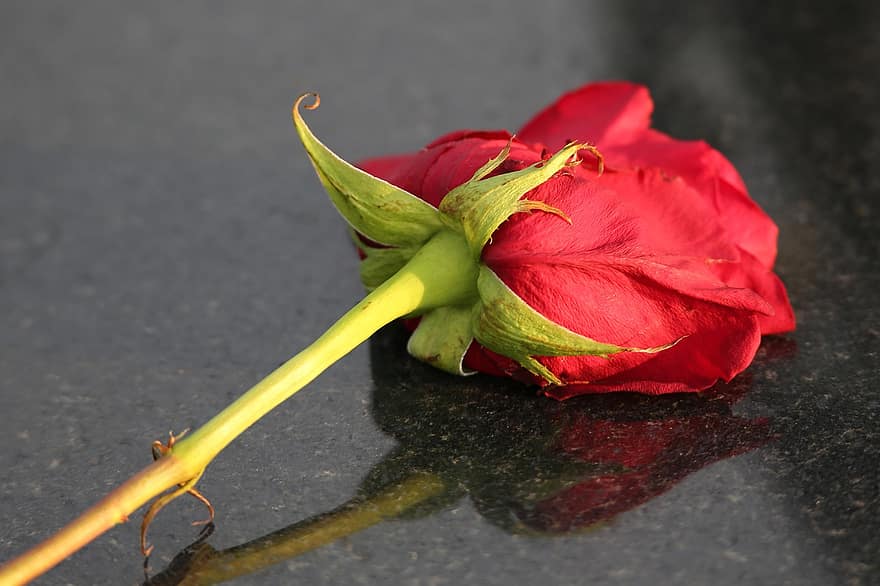 Rød Rose På Graven, kærlighed symbol, sort marmor, kondolence, huske, mangler, sorg, gravsten, afspejling, kirkegård, natur