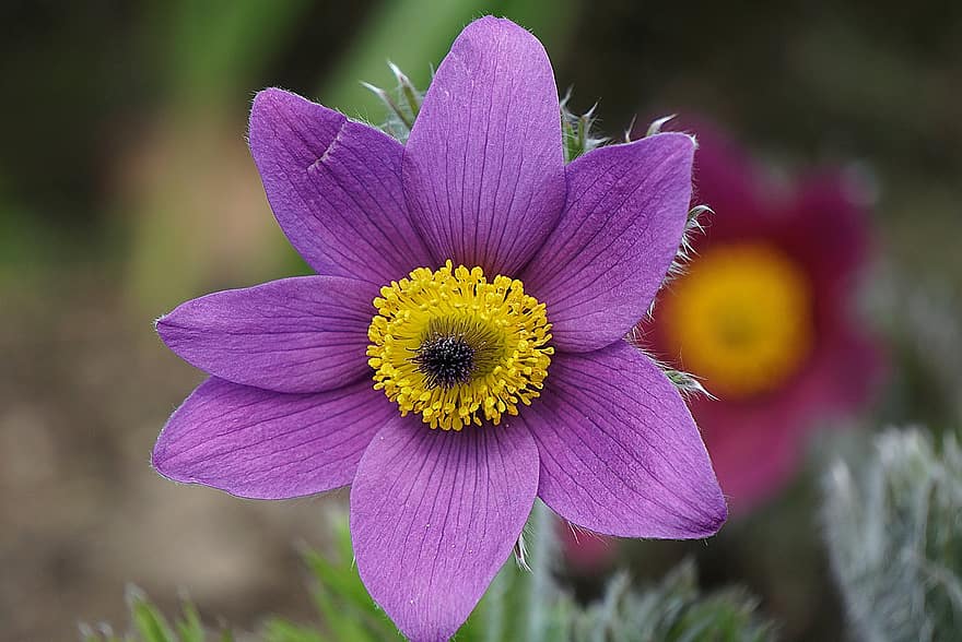 Purple Pasque-flowers, Flowers, Garden, Nature, Hairy, The Petals, Fluffy, Spring, Plant, Flower, Delicate