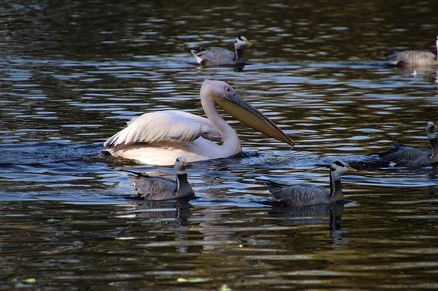 pelican, gâște, păsări, animal, un mare pelican alb, Gâște cu cap de bar, păsări acvatice, păsări de apă, aripi, penaj, lac