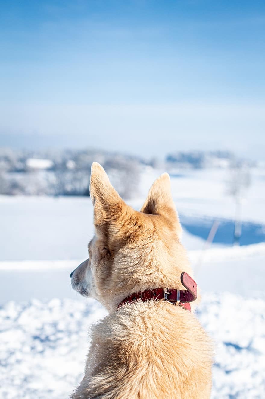 犬、バック、雪、ペット、冬、雪の風景、空、コールド、フローズン、霜、襟