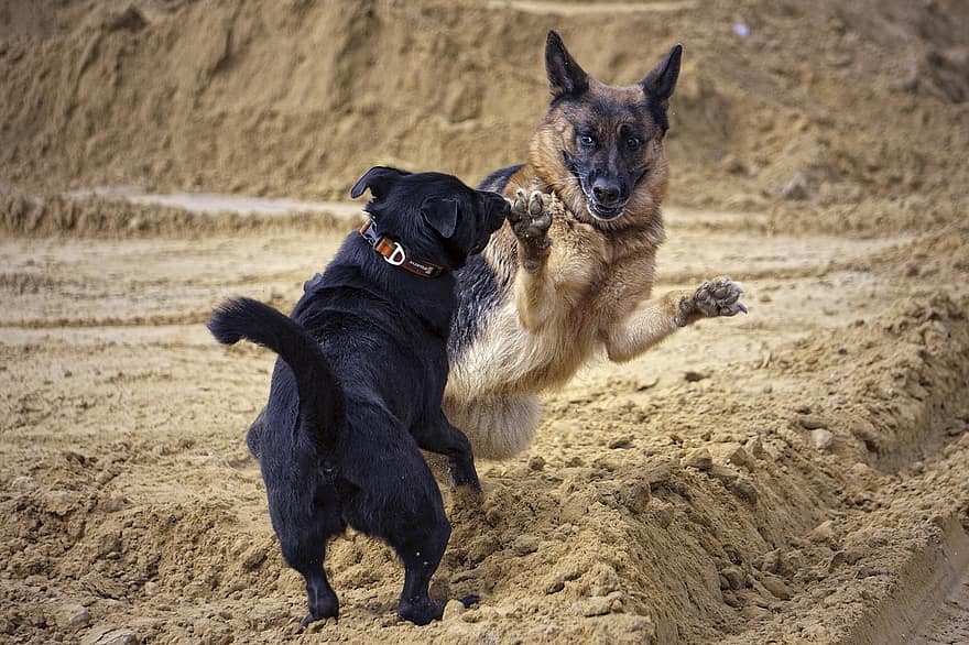 독일 셰퍼드, 개, 연주하다, 게임 싸움, 개 놀이