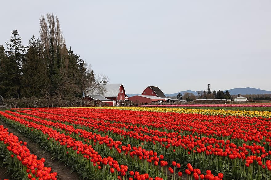 tulipes, fleur, ferme, jardin