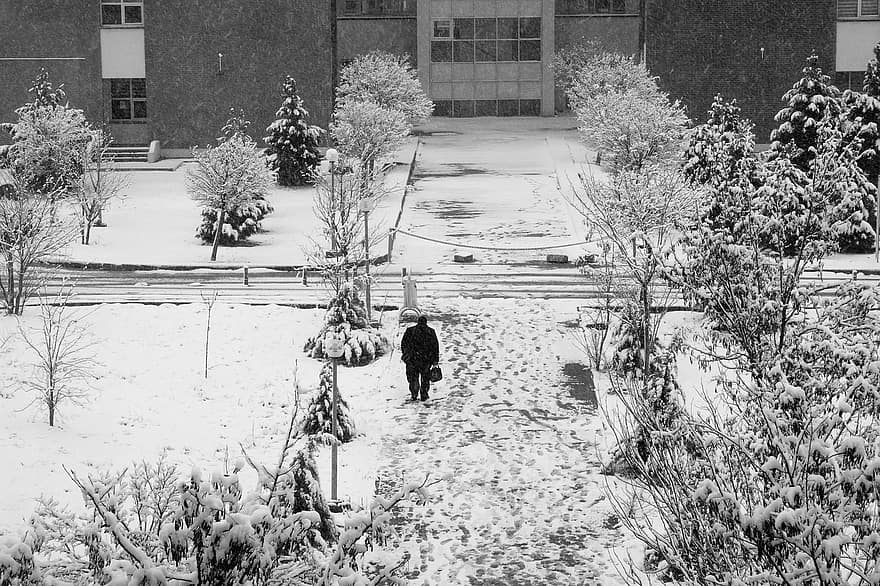 hombre, invierno, temporada, nieve, para caminar, árbol, hombres, adulto, sendero, en blanco y negro, hielo