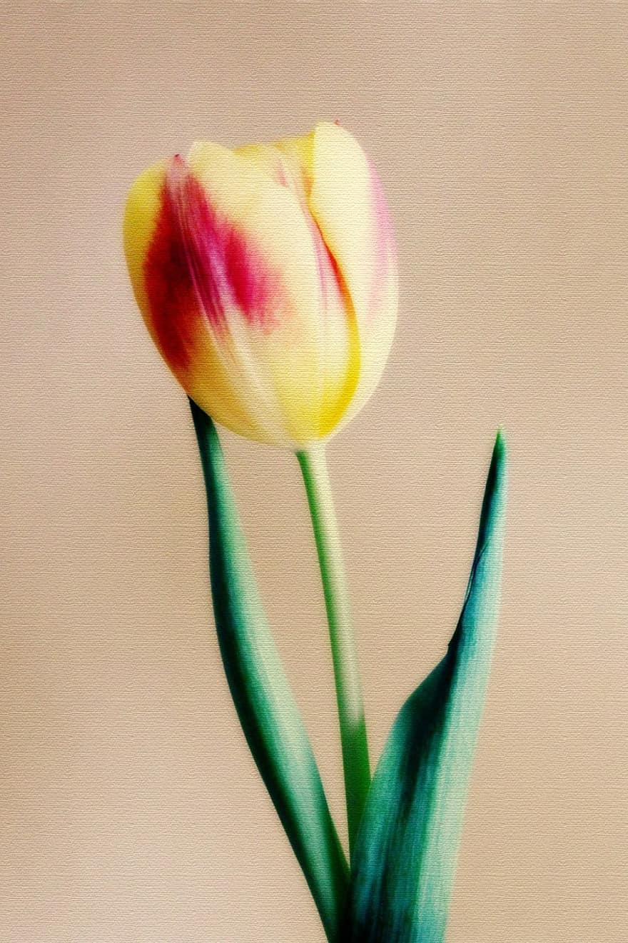 tulipas, flores, flora, amarelo, flor, schnittblume, humor, ramalhete, dar, floricultura, alegria da vida