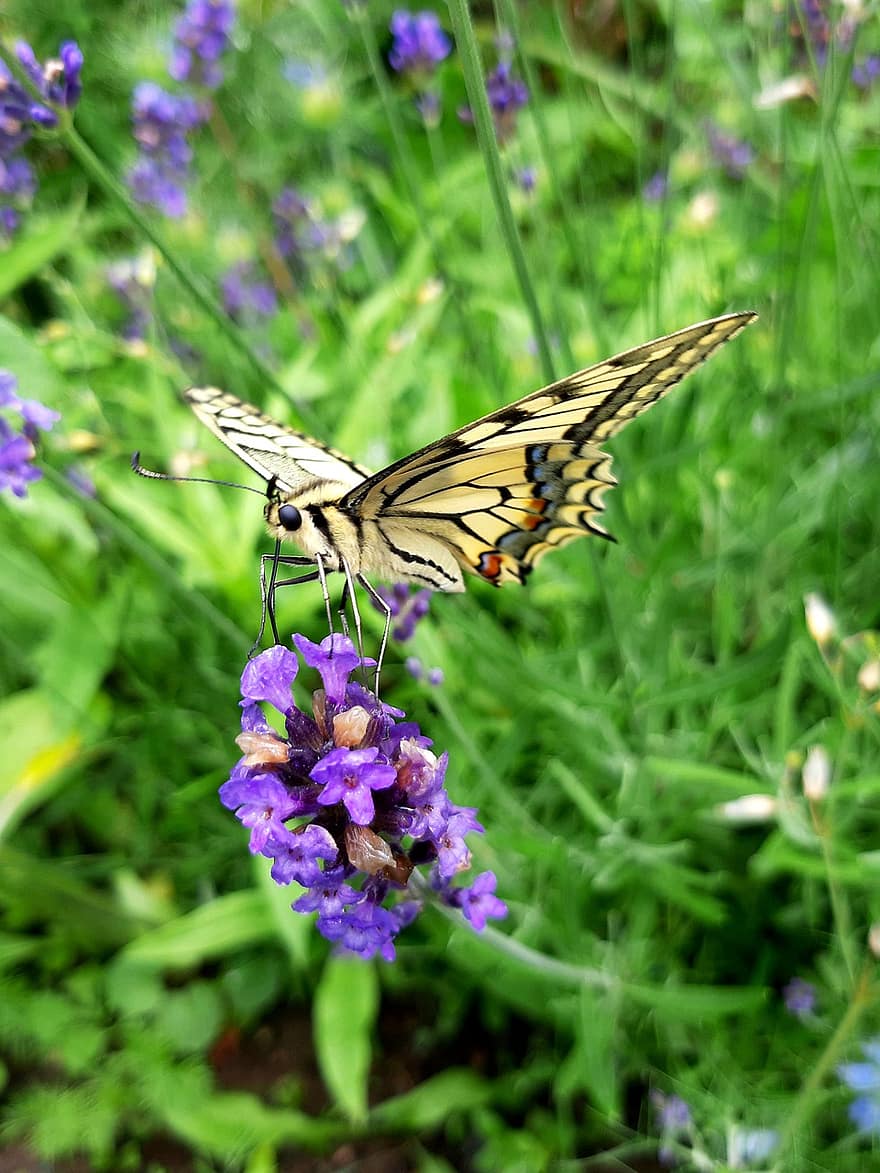 Butterfly, Swallowtail, Garden, Colorful