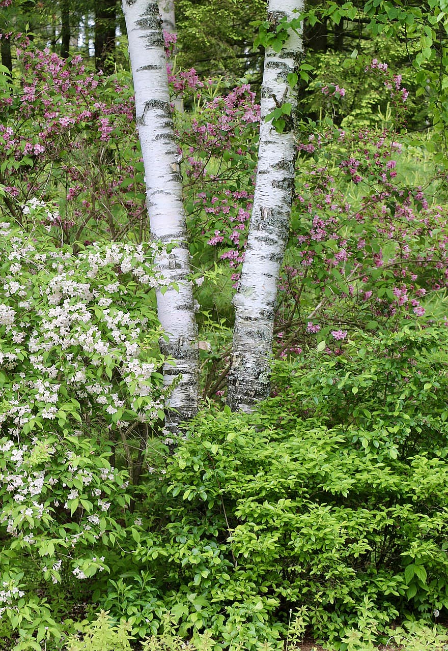 Nature, Flowers, Trees, Birch, Woods, Forest