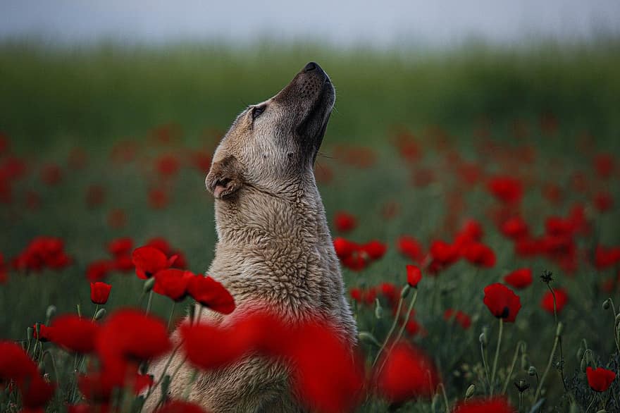 प्रकृति, आकाश, कुत्ता, फूल, पोस्ता, ईरान, सड़क पर, पालतू जानवर, घास, प्यारा, कुत्ते का
