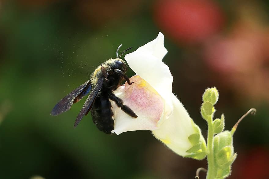 albastru de albine din lemn, insectă, polen, poleniza, xylocopa violacea, floare, inflori, a inflori, animal