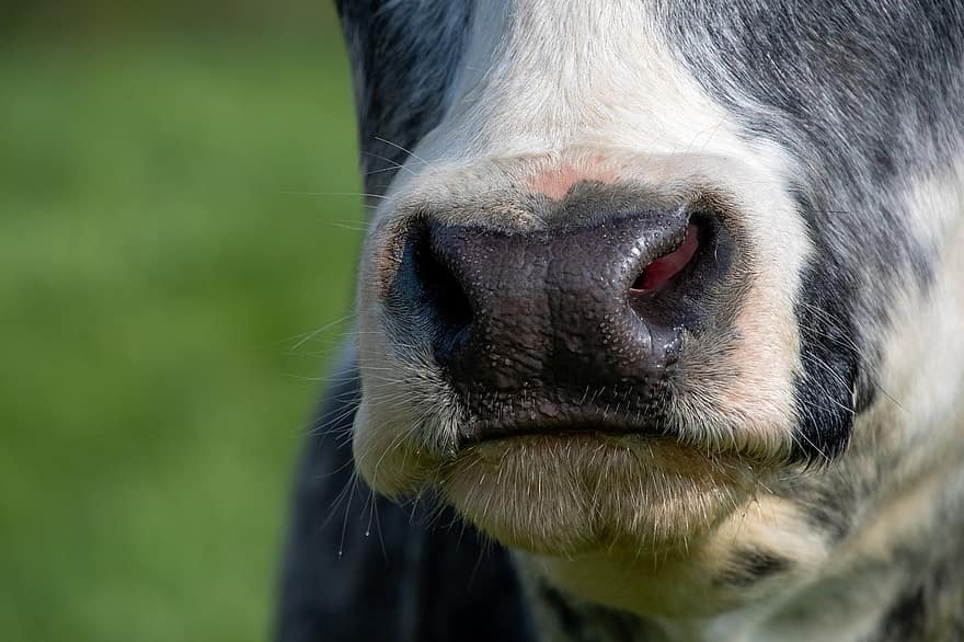 vaca, bovino, touro, gado, fechar-se, vaca leiteira, animal, cabeça de animal, Fazenda, grama, cena rural