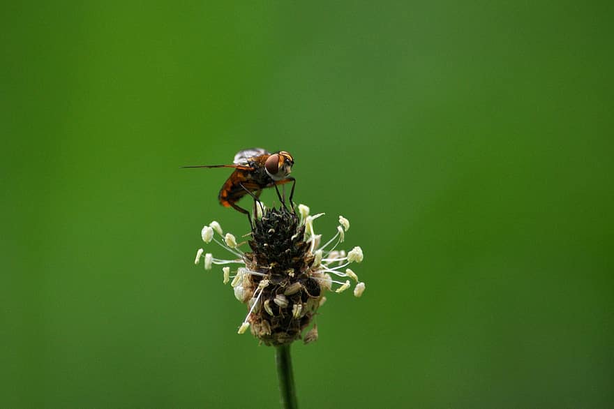 hoverfly, syrphidae, serangga, bunga, alam, mekar, berkembang, terbang, merapatkan, schwirrfliege, serangga terbang