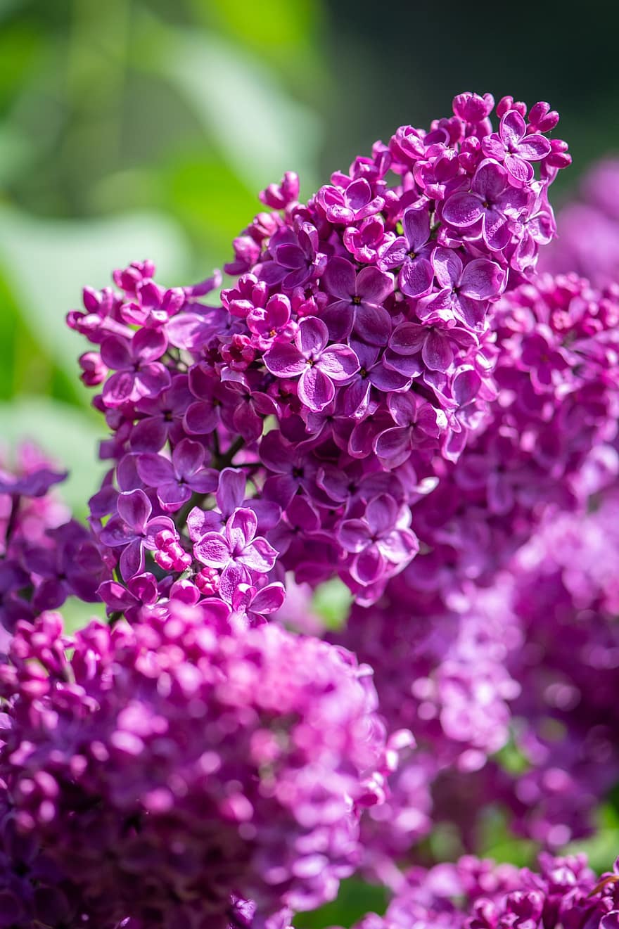 ライラック、ライラックの花、ライラック色の花、紫色の花、フラワーズ、咲く、低木、庭園、自然