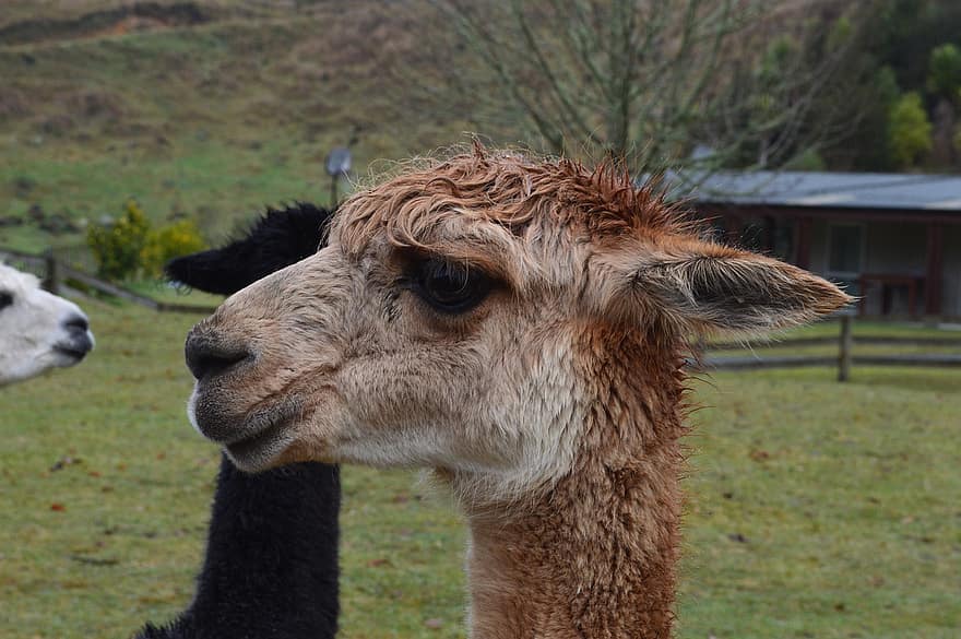 lama, ansigt, næse, vand, regn, tæt på, gård, græs, landlige scene, nuttet, alpaca