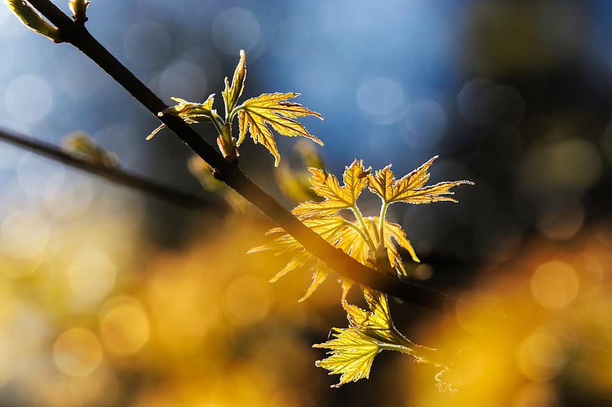 frunze, ramură, copac, iluminare din spate, bokeh, natură, fundal, galben, a închide, sezon, toamnă