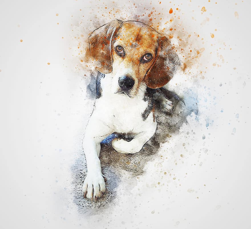 hund, beagle, kjæledyr, Kunst, abstrakt, vannfarge, årgang, fargerik, dyr, valp, T skjorte