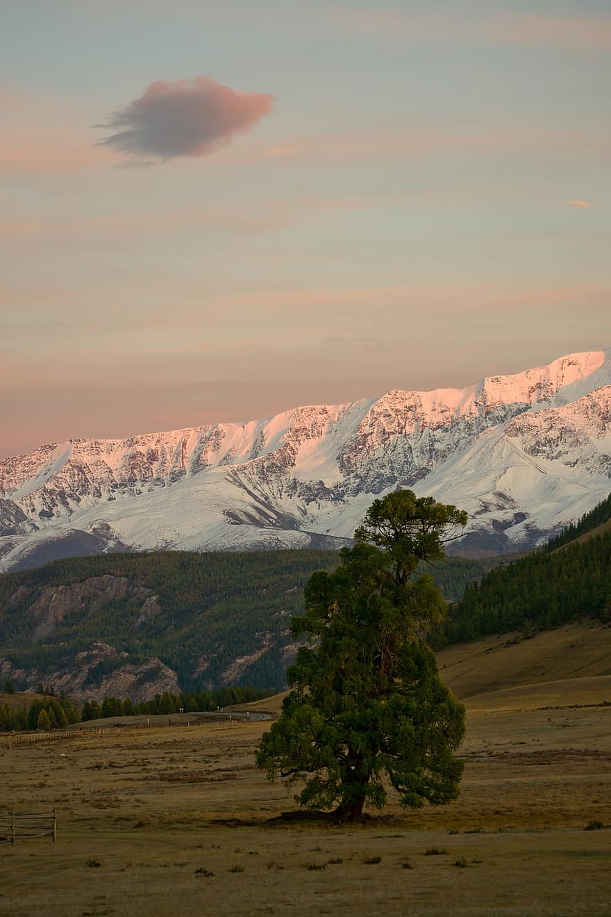 Altai, hegyek, tájkép, hó, Napkelte, fa, mező, sztyeppe, természet, Látvány, hajnal