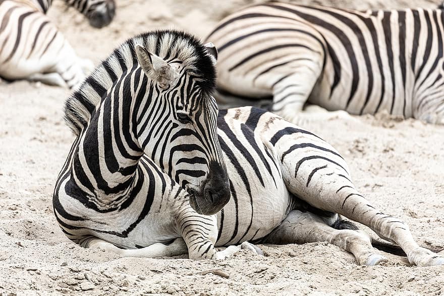 zebra, zoo, Africa, animale, strisce, a strisce, bianco e nero, natura, mammifero, safari, animale selvaggio