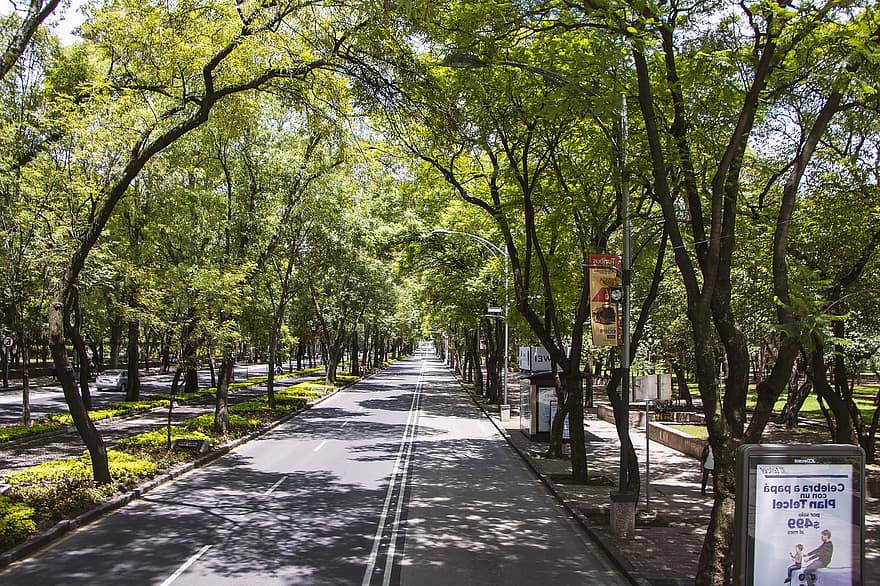 drum, bulevard, copaci, șosea, conduce, traseu, cale, trotuar, Mexic, Chapultepec, paseo de la reforma