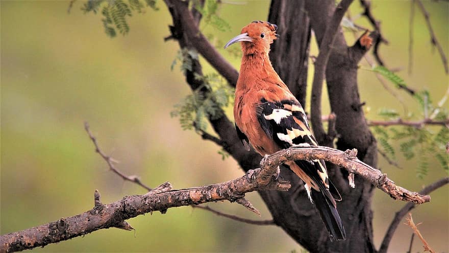 Portakal, kuş, afrika ibibik, Kuş gözlemciliği, lekelenme, Pilanesberg, güney, Afrika, tüyler, Somon, renk
