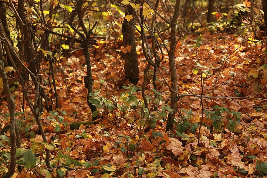 гора, листа, падане, есен, шума, сухи листа, дървета, гори