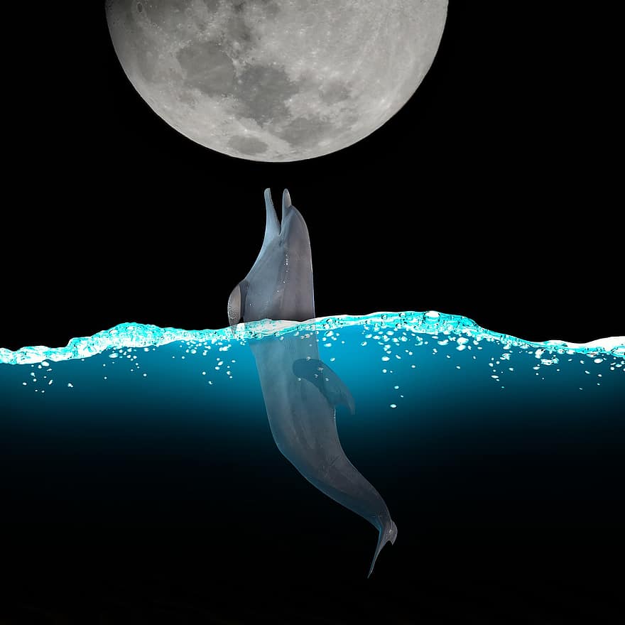 delfin, måne