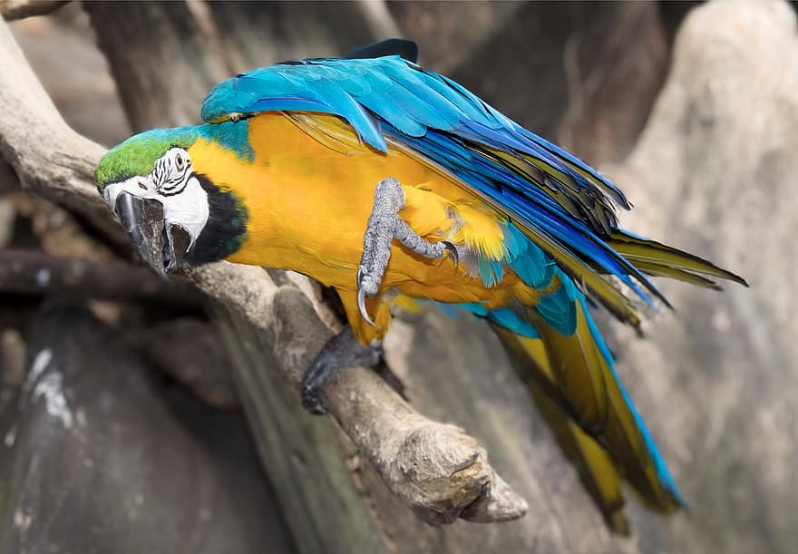 fugl, papegøje, ara, dyr, dyreliv, næb, multi farvet, fjer, gul, blå, kæledyr