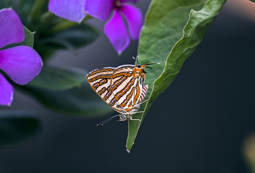 Spindasis Motyl, motyl, liść, owad, skrzydełka, kwiaty, roślina, Natura