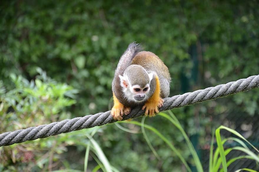 animal, mico d'esquirol, mamífer, espècies, fauna, vida salvatge