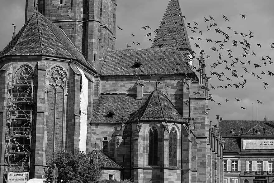 церковь, часовня, птицы, здания, Wissembourg, Франция, эльзас